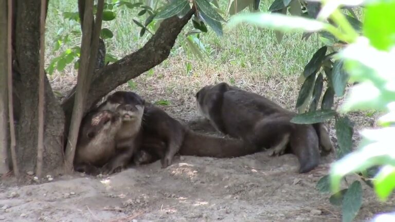 Punto Verde Pergine: Un Oasis di Natura e Sostenibilità